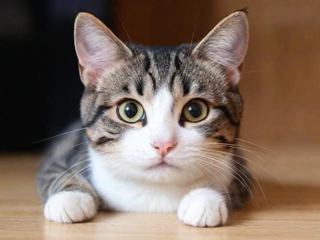 猫咪辅助到底怎么玩？玩家评论让我懵了！